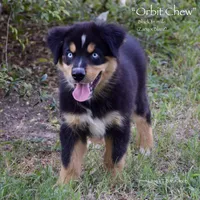 Orbit Chew, a male Miniature Australian Shepherd for sale in Evant, TX – 3 of 10