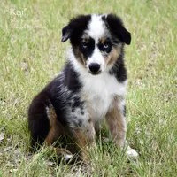 Kai, a male Miniature Australian Shepherd for sale in Evant, TX – 2 of 6