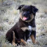 Glitch, a male Toy Australian Shepherd for sale in Evant, TX – 4 of 10