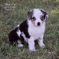 Star Pie, a female Miniature Australian Shepherd for sale in Evant, TX – 4 of 6