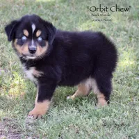 Orbit Chew, a male Miniature Australian Shepherd for sale in Evant, TX – 3 of 6
