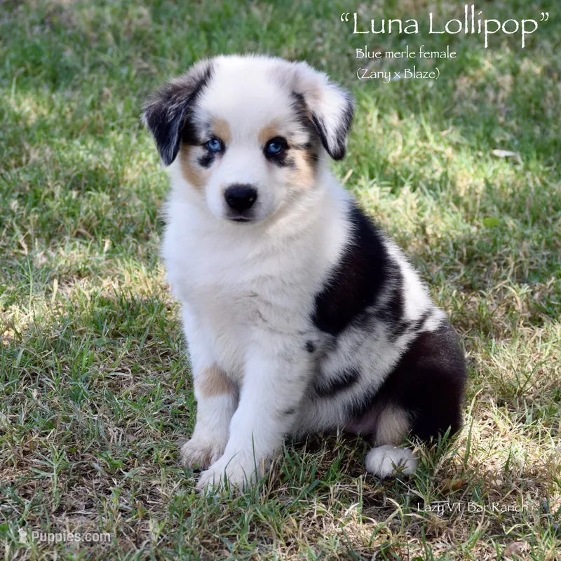 Luna Lollipop – Miniature Australian Shepherd puppy for sale in Evant, TX