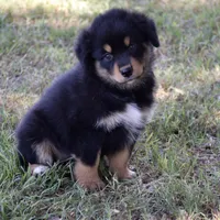 Moon Mellow, a female Miniature Australian Shepherd for sale in Evant, TX – 4 of 6