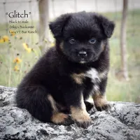 Glitch, a male Miniature Australian Shepherd for sale in Evant, TX – 2 of 6