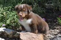 Rocket, a male Miniature Australian Shepherd for sale in Evant, TX – 8 of 10