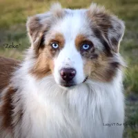Flame, a male Miniature Australian Shepherd for sale in Evant, TX – 9 of 9