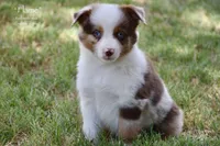 Flame, a male Miniature Australian Shepherd for sale in Evant, TX – 4 of 9