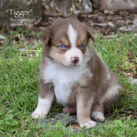 Tigger, a male Miniature Australian Shepherd for sale in Evant, TX – 3 of 5