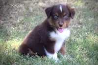 Rocket, a male Miniature Australian Shepherd for sale in Evant, TX – 3 of 10