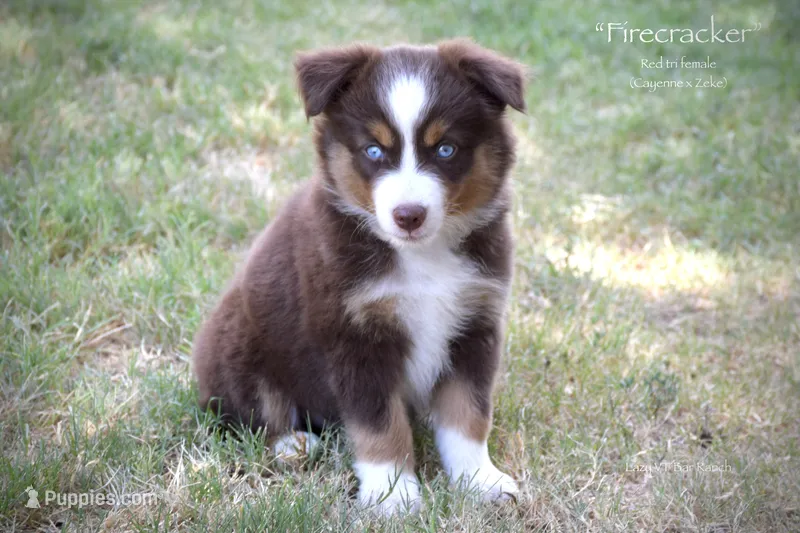 Firecracker – Miniature Australian Shepherd puppy for sale in Evant, TX