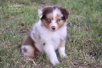 Golden, a female Miniature Australian Shepherd for sale in Evant, TX – 2 of 6