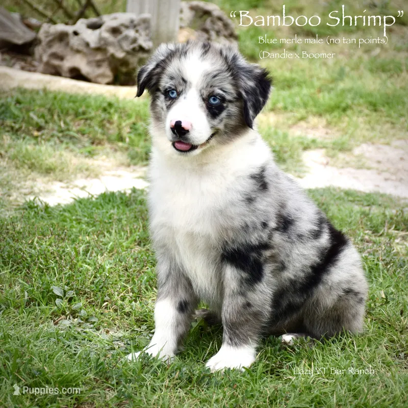Bamboo Shrimp – Miniature Australian Shepherd puppy for sale in Evant, TX