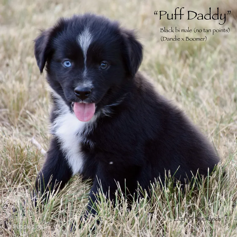 Puff Daddy – Miniature Australian Shepherd puppy for sale in Evant, TX