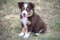 Firecracker, a female Miniature Australian Shepherd for sale in Evant, TX – 2 of 9
