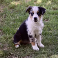 Galaxy Pie, a male Miniature Australian Shepherd for sale in Evant, TX – 3 of 10