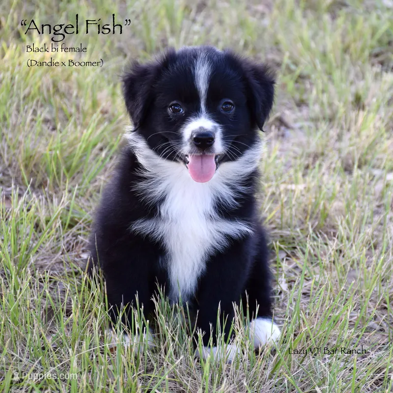 Angel Fish – Miniature Australian Shepherd puppy for sale in Evant, TX
