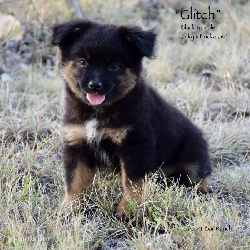 Glitch – Miniature Australian Shepherd puppy for sale in Evant, TX