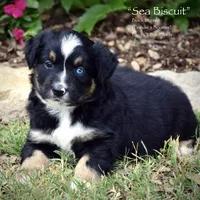 Sea Biscuit, a male Miniature Australian Shepherd for sale in Evant, TX – 3 of 5