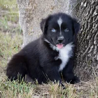 Puff Daddy, a male Miniature Australian Shepherd for sale in Evant, TX – 3 of 7
