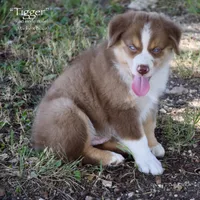 Tigger, a male Miniature Australian Shepherd for sale in Evant, TX – 5 of 10
