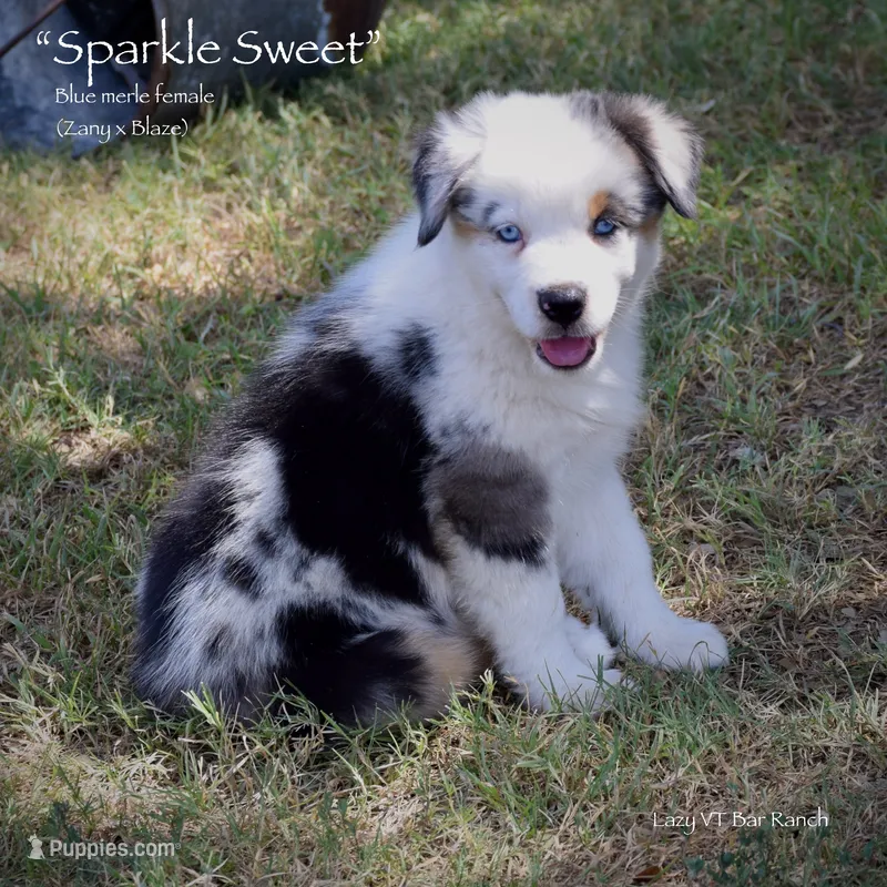Sparkle Sweet – Miniature Australian Shepherd puppy for sale in Evant, TX