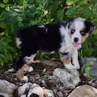 Galaxy Pie, a male Miniature Australian Shepherd for sale in Evant, TX – 5 of 10