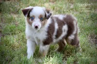 Sparkler, a female Miniature Australian Shepherd for sale in Evant, TX – 3 of 10