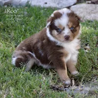 Roo, a female Miniature Australian Shepherd for sale in Evant, TX – 3 of 6