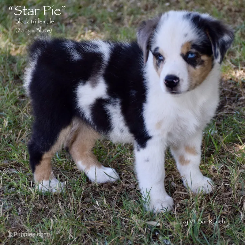 Star Pie – Miniature Australian Shepherd puppy for sale in Evant, TX
