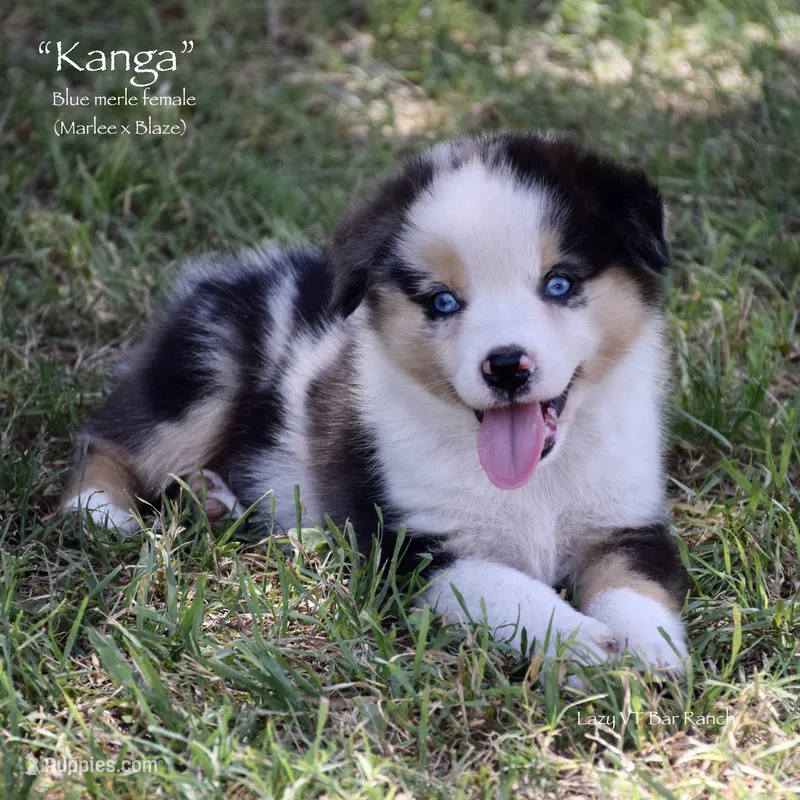 Kanga – Miniature Australian Shepherd puppy for sale in Evant, TX