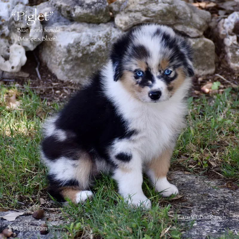 Piglet – Miniature Australian Shepherd puppy for sale in Evant, TX