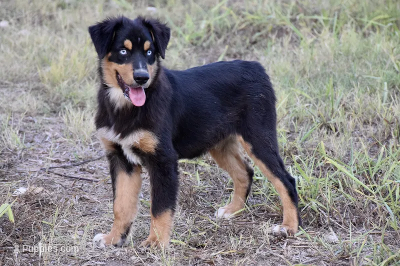 Orbit Chew – Miniature Australian Shepherd puppy for sale in Evant, TX