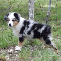 Latherby, a male Miniature Australian Shepherd for sale in Evant, TX – 3 of 6