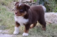 Rocket, a male Miniature Australian Shepherd for sale in Evant, TX – 7 of 10