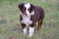 Bomb, a male Miniature Australian Shepherd for sale in Evant, TX – 3 of 9