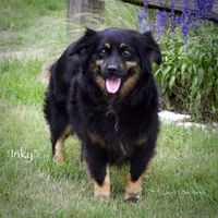 Pixel, a female Miniature Australian Shepherd for sale in Evant, TX – 4 of 5