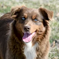 Flame, a male Miniature Australian Shepherd for sale in Evant, TX – 8 of 9