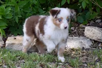 Sparkler, a female Miniature Australian Shepherd for sale in Evant, TX – 5 of 10