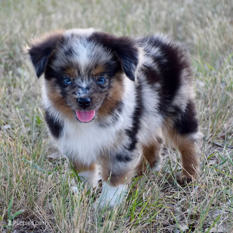 Chip – Toy Australian Shepherd puppy for sale in Evant, TX