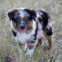Chip, a male Toy Australian Shepherd for sale in Evant, TX – 1 of 7