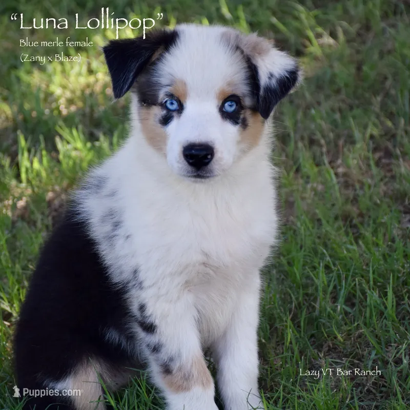 Luna Lollipop – Miniature Australian Shepherd puppy for sale in Evant, TX