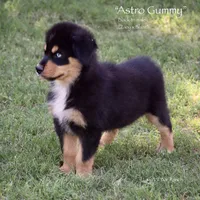 Astro Gummy, a male Miniature Australian Shepherd for sale in Evant, TX – 3 of 3