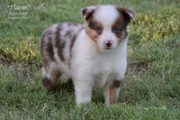 Flame, a male Miniature Australian Shepherd for sale in Evant, TX – 6 of 9
