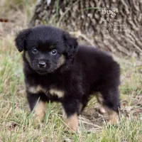 Bug, a male Miniature Australian Shepherd for sale in Evant, TX – 3 of 5