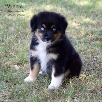 Winnie, a female Miniature Australian Shepherd for sale in Evant, TX – 5 of 10