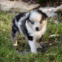 Kanga, a female Miniature Australian Shepherd for sale in Evant, TX – 2 of 6