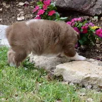 Tigger, a male Miniature Australian Shepherd for sale in Evant, TX – 4 of 5