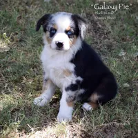 Galaxy Pie, a male Miniature Australian Shepherd for sale in Evant, TX – 6 of 10