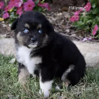 Winnie, a female Miniature Australian Shepherd for sale in Evant, TX – 2 of 5