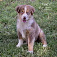 Tigger, a male Miniature Australian Shepherd for sale in Evant, TX – 2 of 10